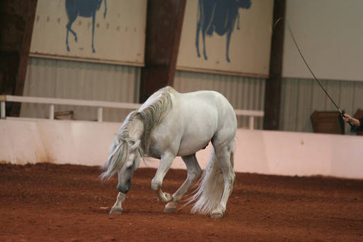 Andalusian Stallion4