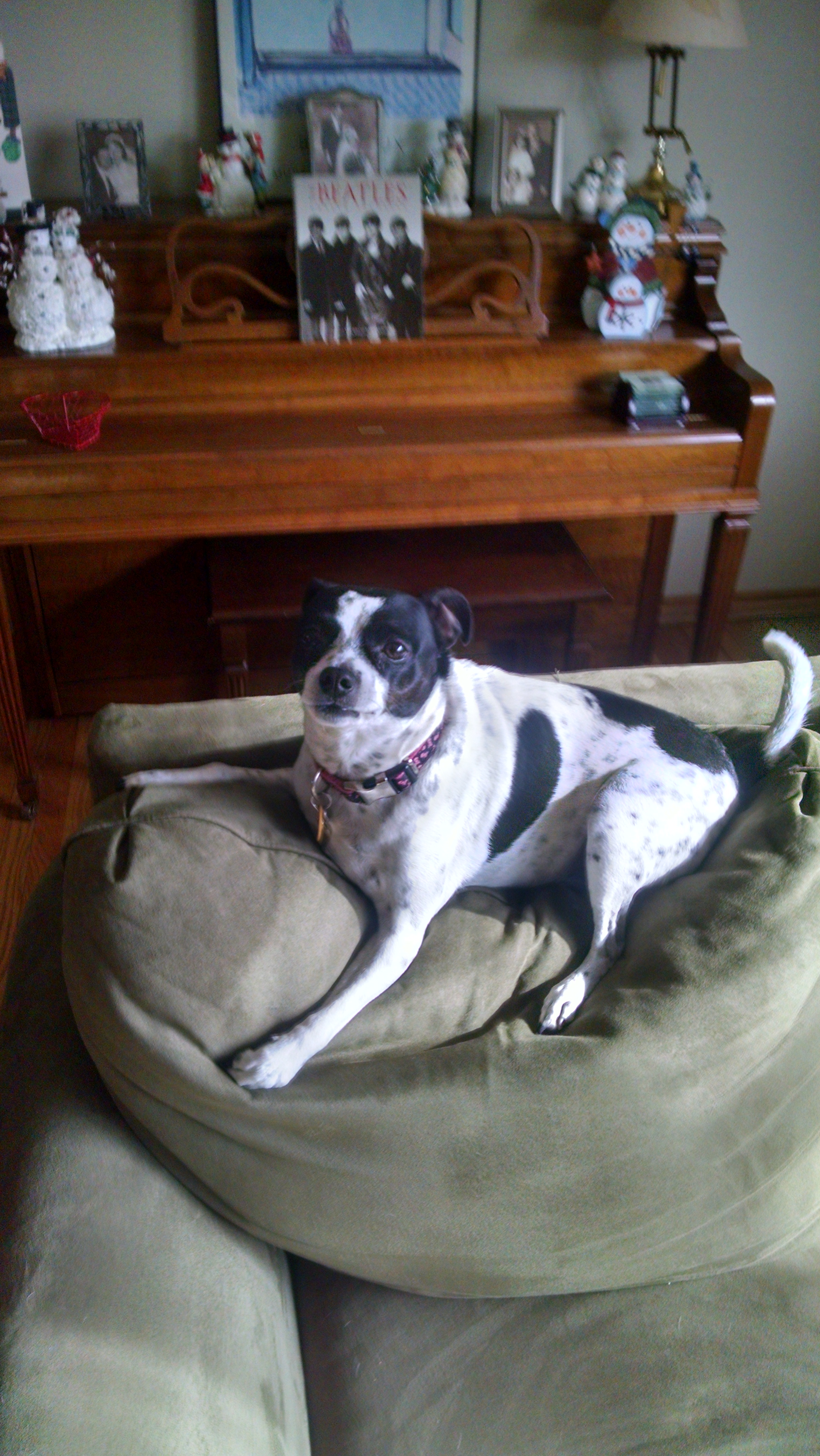 Domino on top of the couch