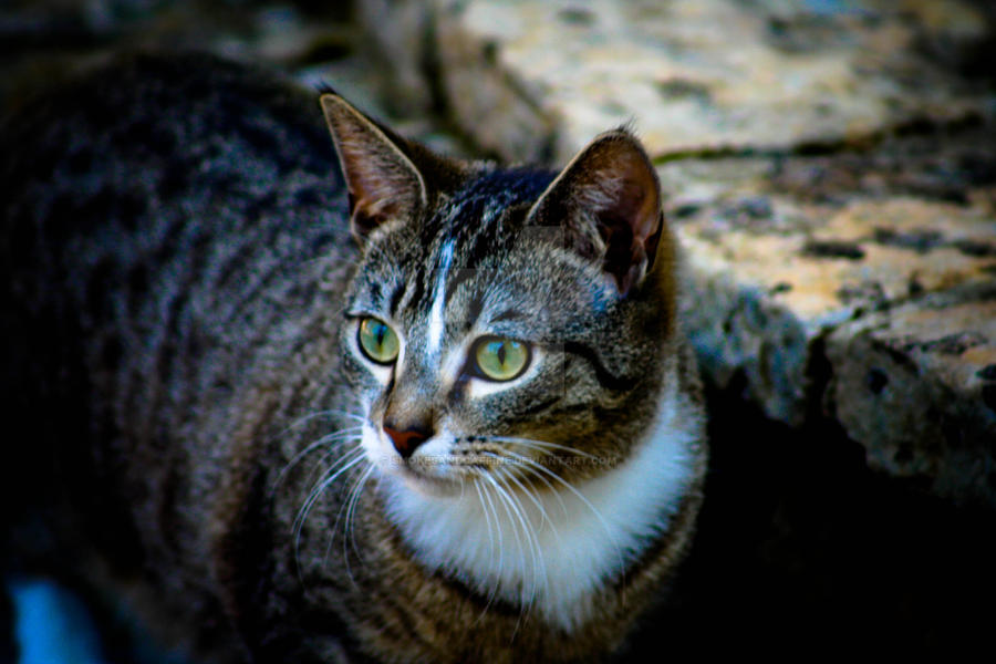 Pretty Kitty by smokesandcaffine on DeviantArt