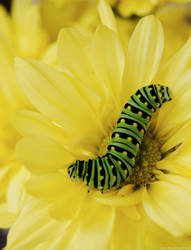 caterpillar