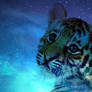 Tiger Kitten Galaxy