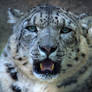 Snow Leopard