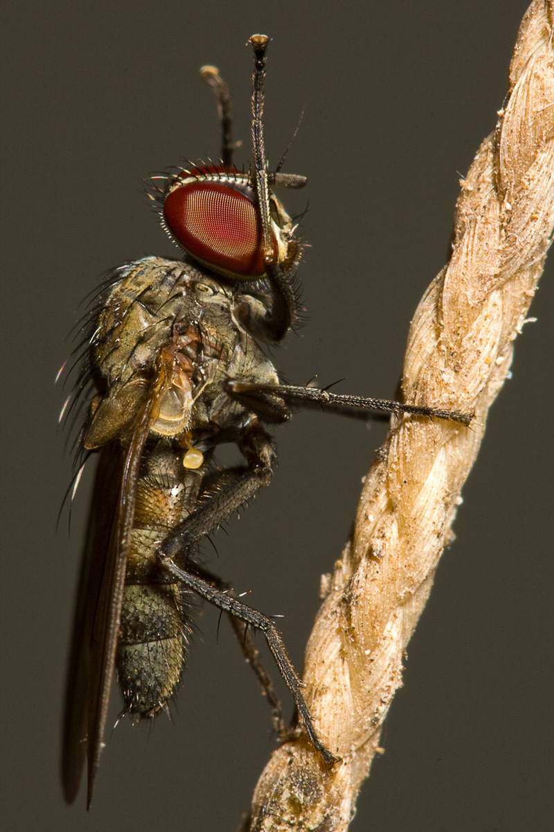 Bush Fly cleaning eyes