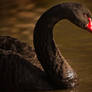 Black Swan