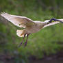 Nest building Ibis