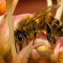 Bee on a Grevillea