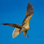 Whistling Kite 1