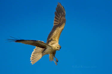 Whistling Kite 1