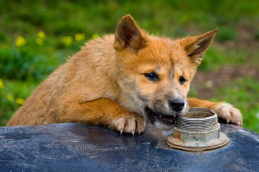 Dingo Pup by KarlDawson