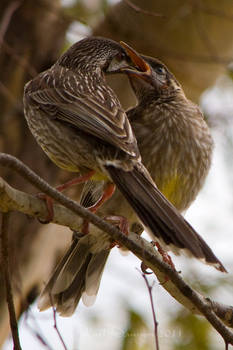 Red Wattlebird feeding chick