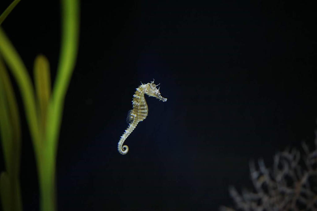 seahorse