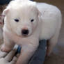 whitedog