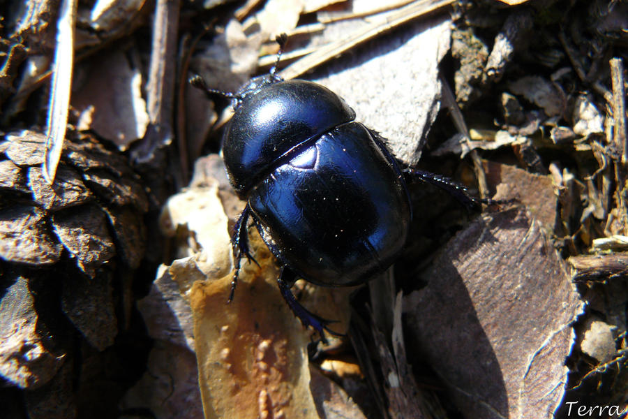 Blue bug by Terra17 on DeviantArt