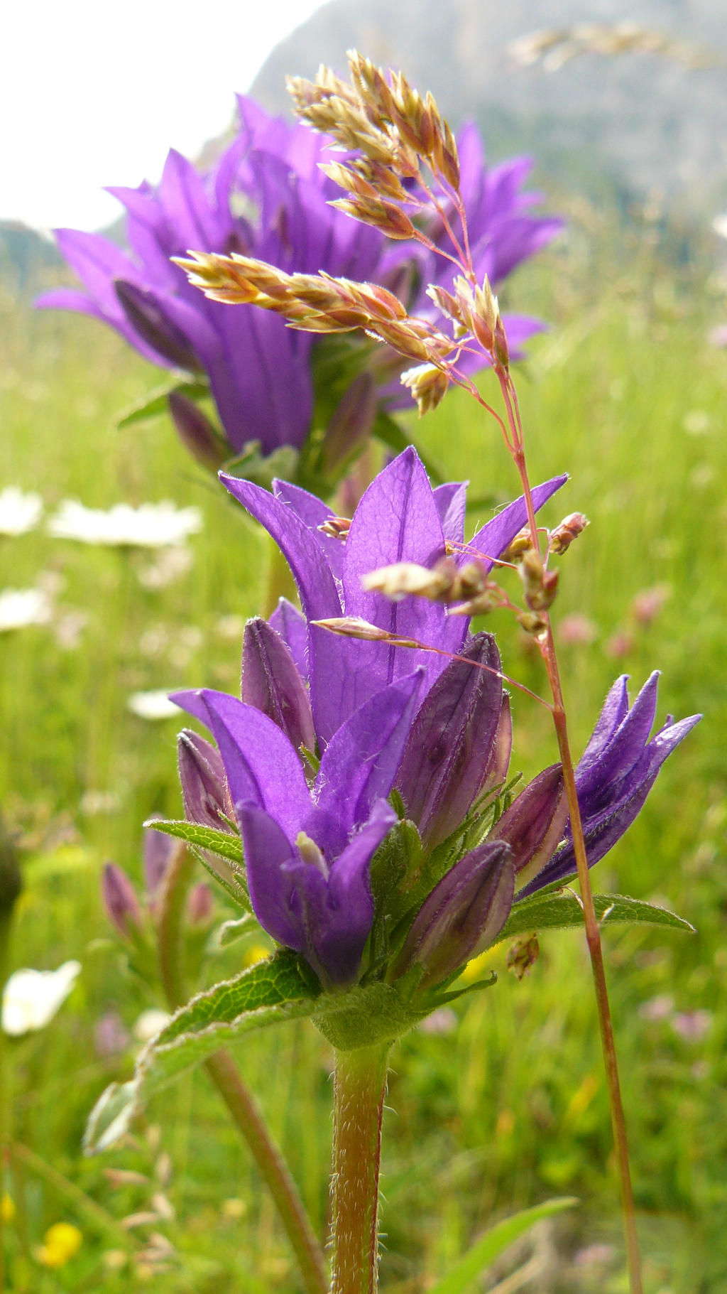 Violet bells