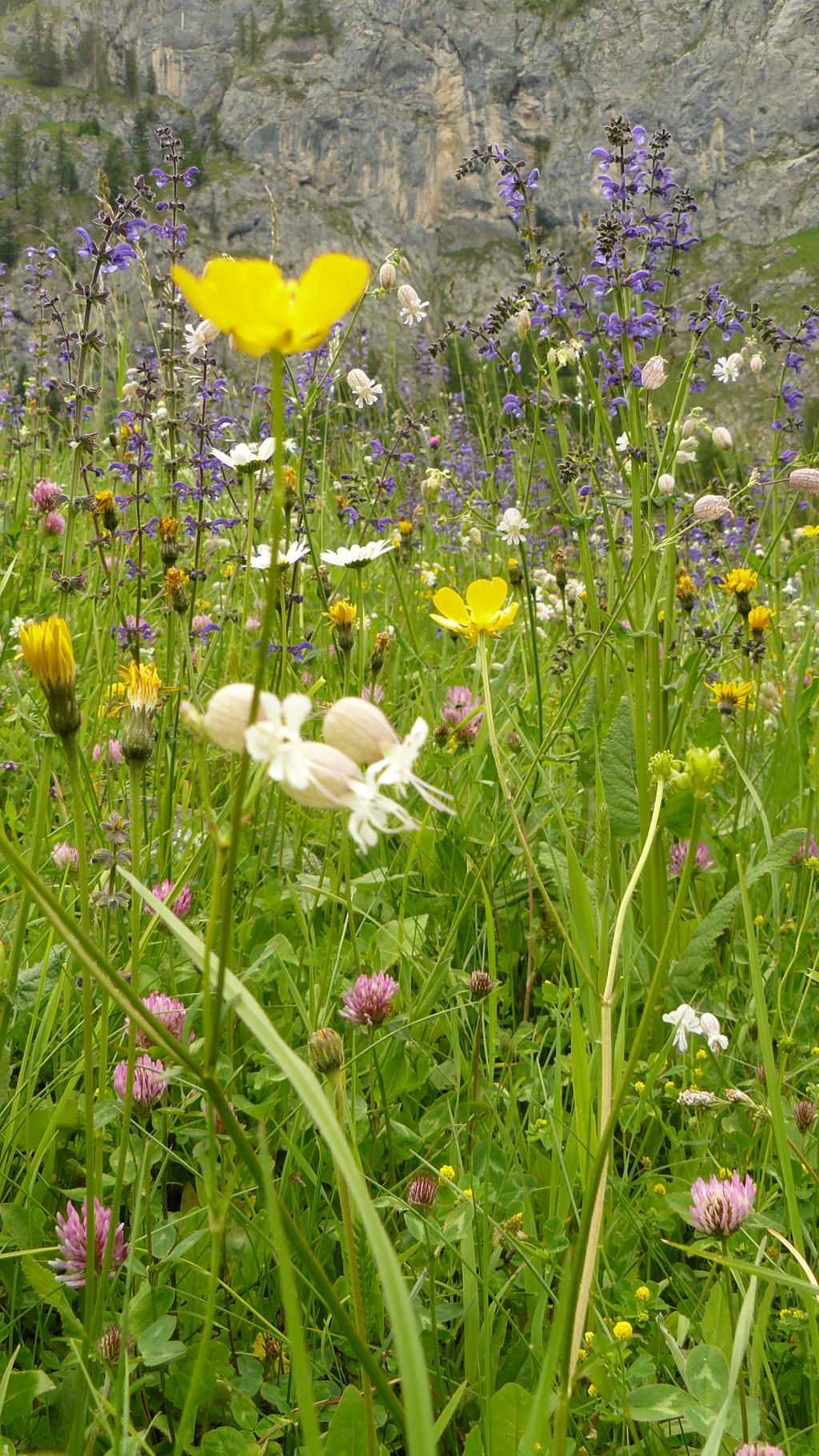Colours of meadow