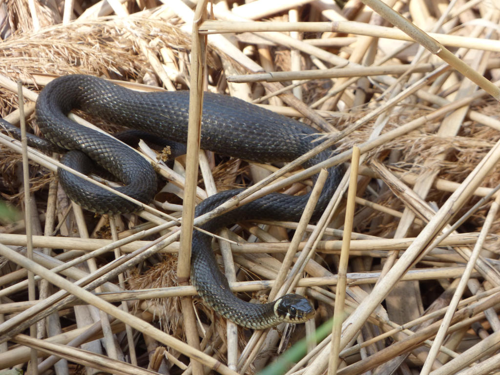 Fat snake by Terra17 on DeviantArt