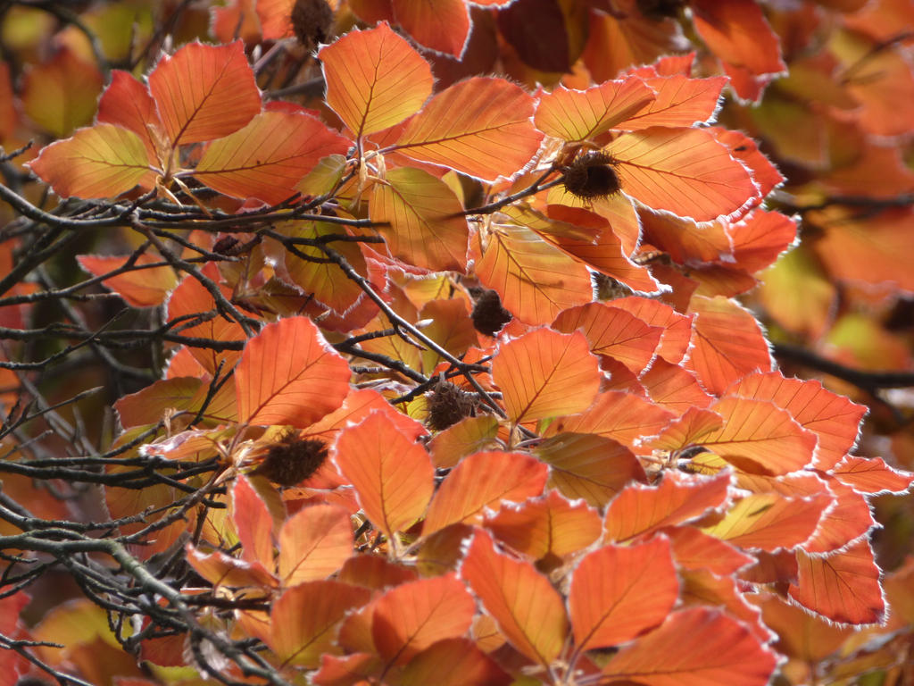 Red Beech Red beech by Terra17 on DeviantArt