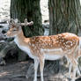 Fallow Deer 2