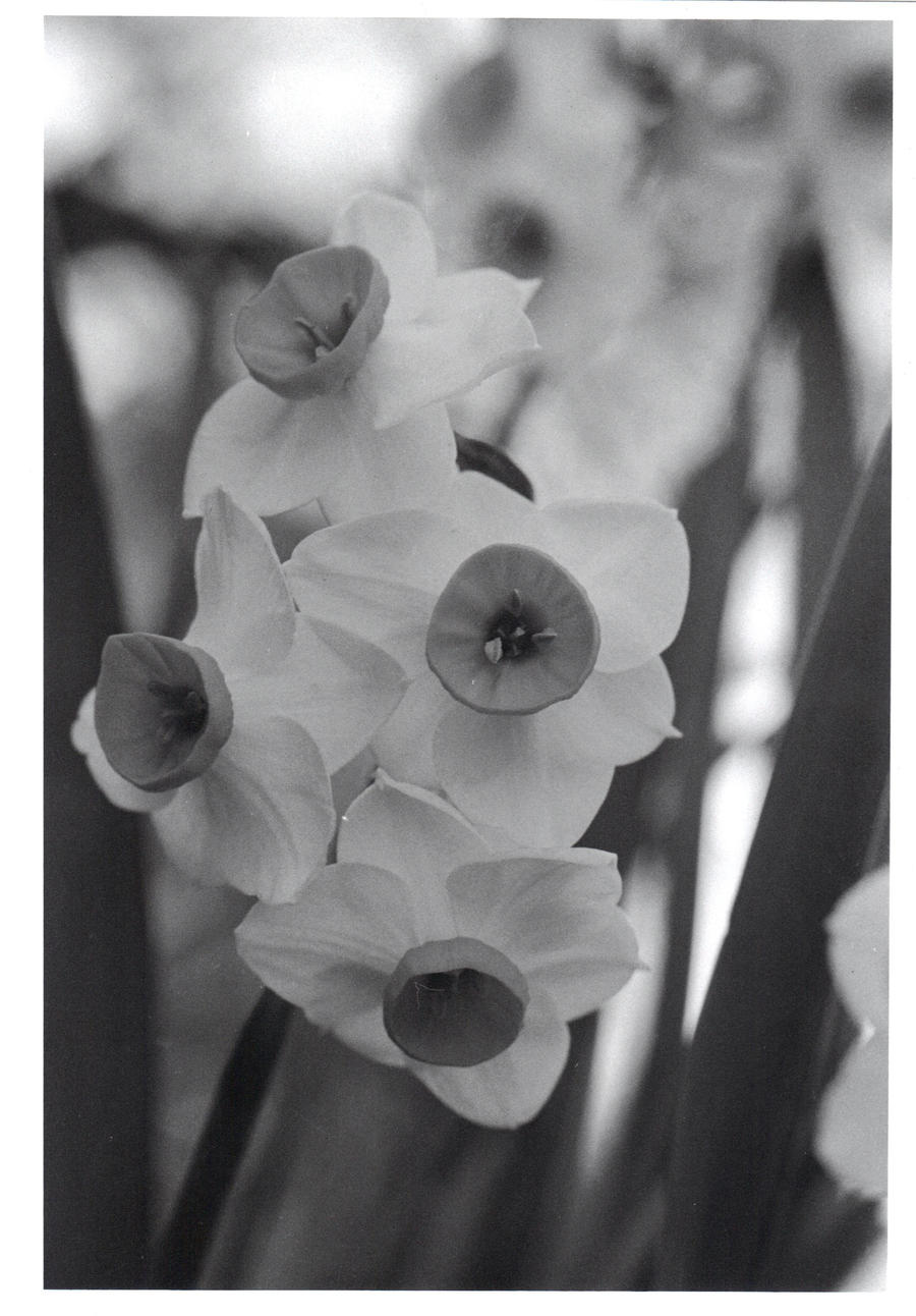 Spring in Black and White by JamesHoppy on DeviantArt