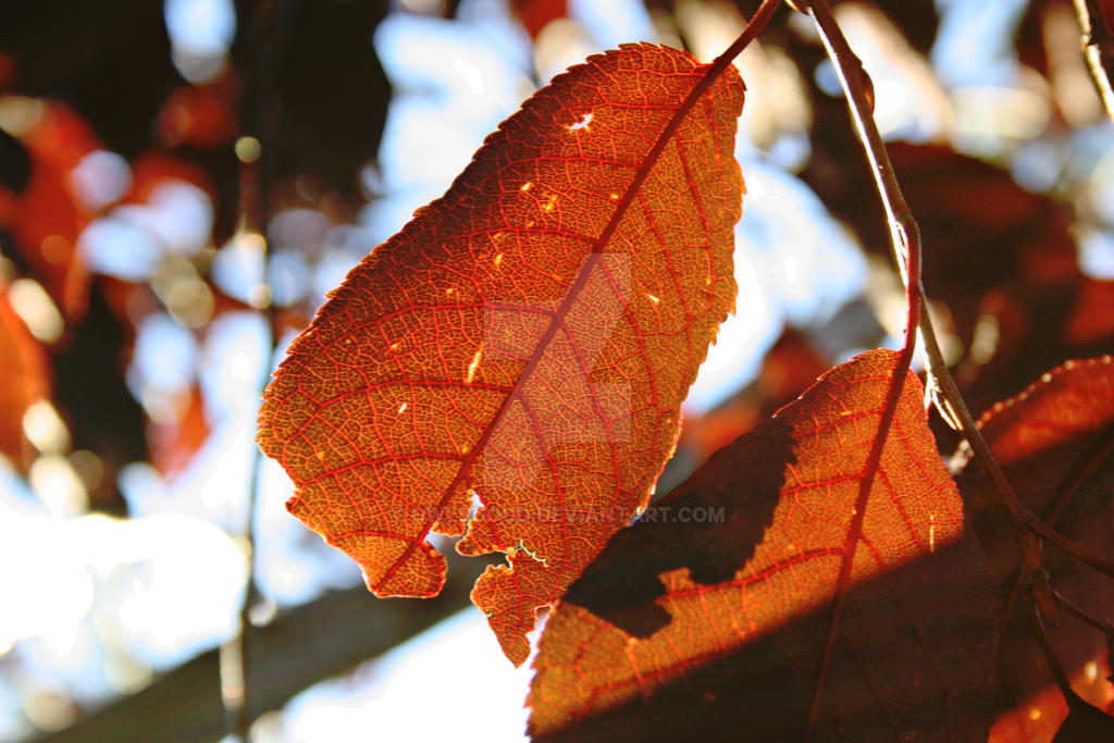 Sunlit Leaves