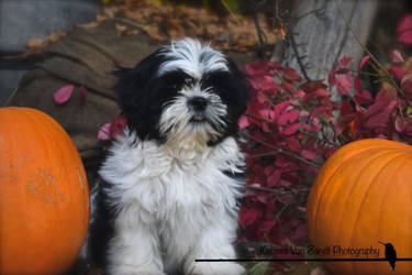 shihtzu.fall