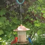 Indigo Bunting and Cardinal