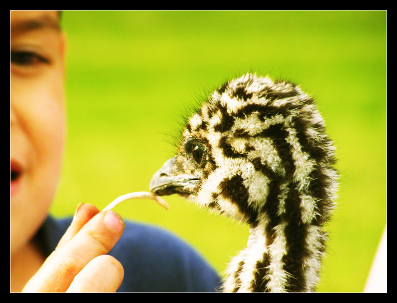 timmy with the emu