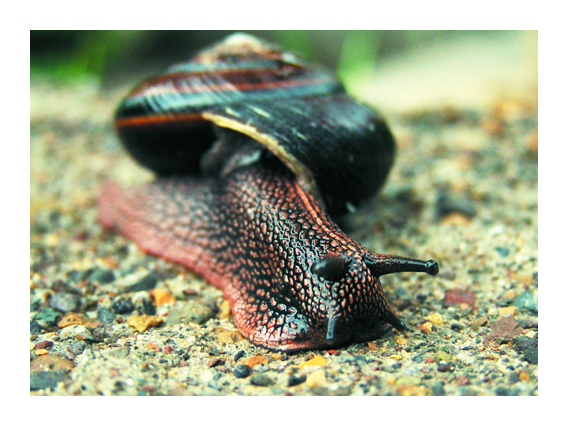 Snail_02