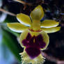 Gastrochilus retrocallus (Orchidaceae)