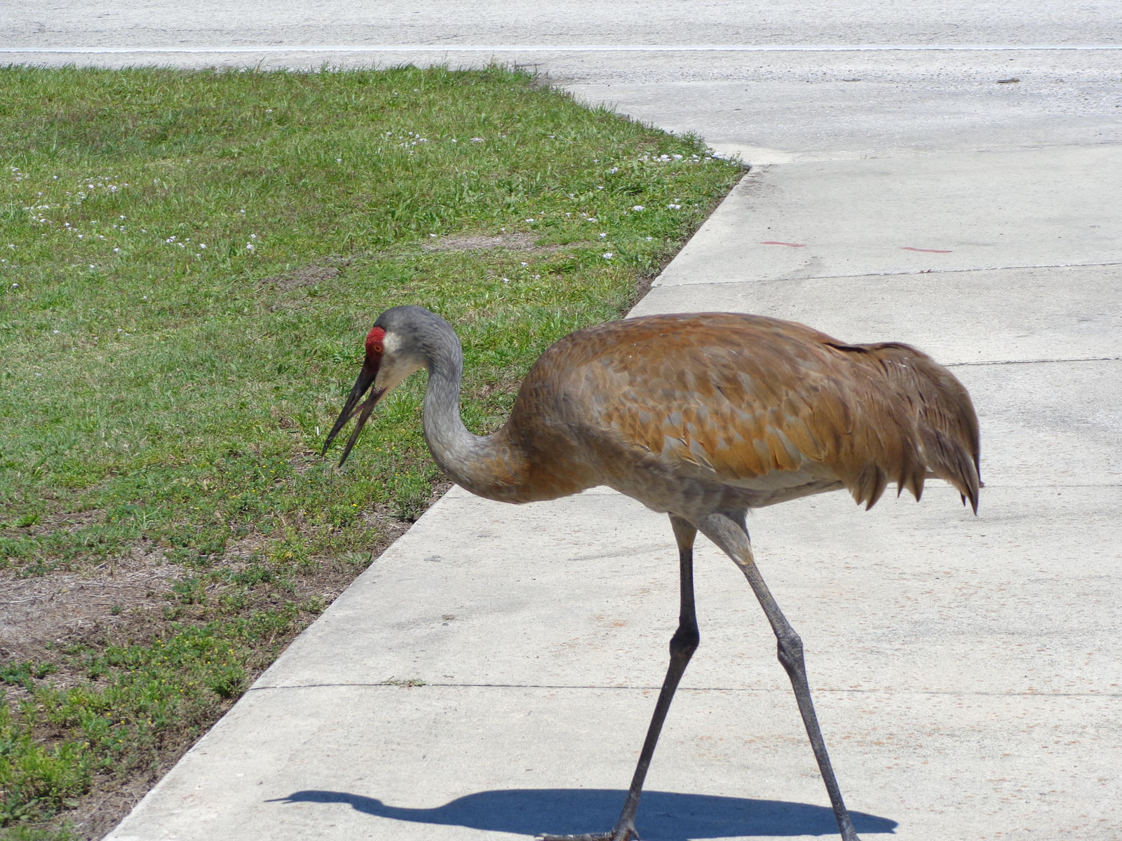 'GO AWAY' says the Sandhill