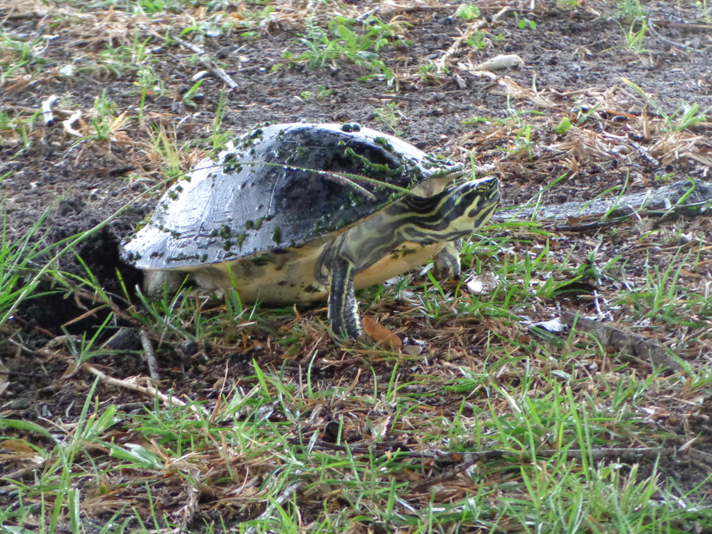 Laying Eggs.