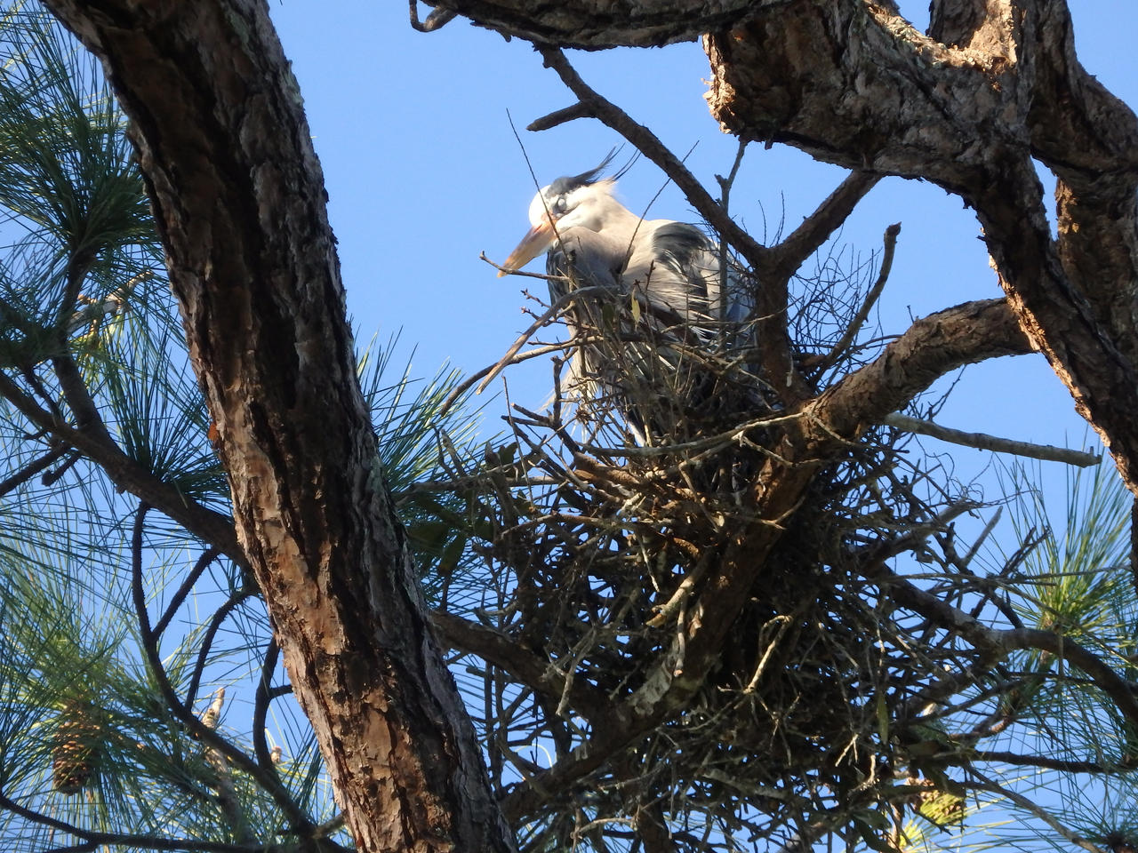 Scared Female GBH