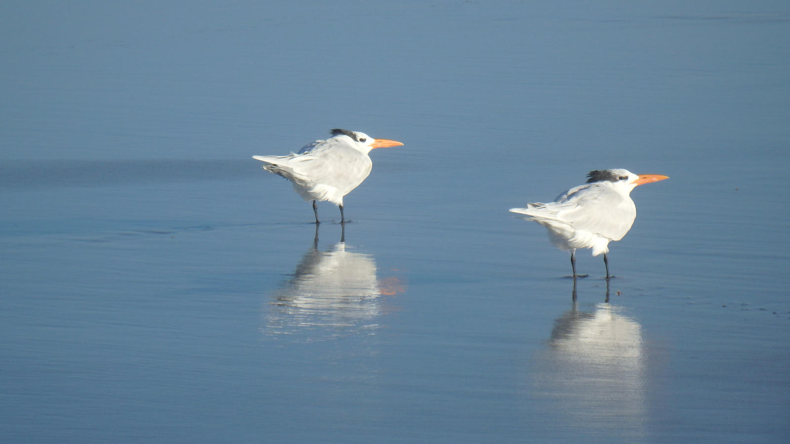 Winter Reflection