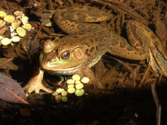 Among the Lilly Pads