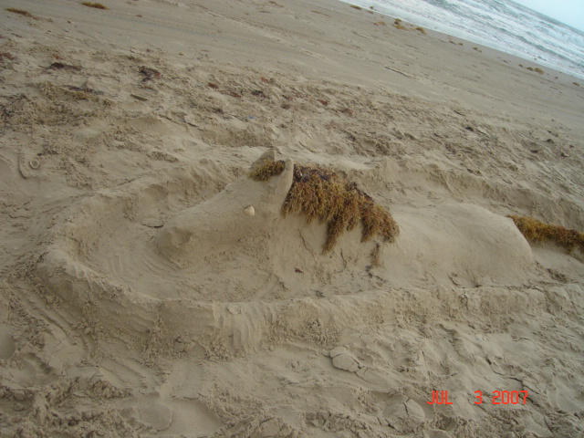 Sand Horsey