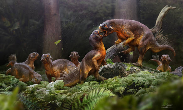 Psittacosaurus mating rivalry