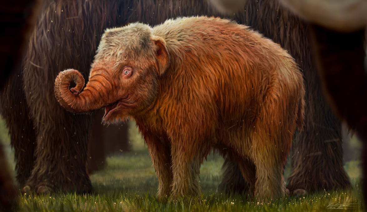 Strawberry blonde baby mammoth by anthon500 on DeviantArt