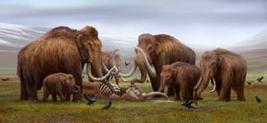 A mammoth mourning