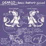 GEARCO - Basic Anatomy Lesson