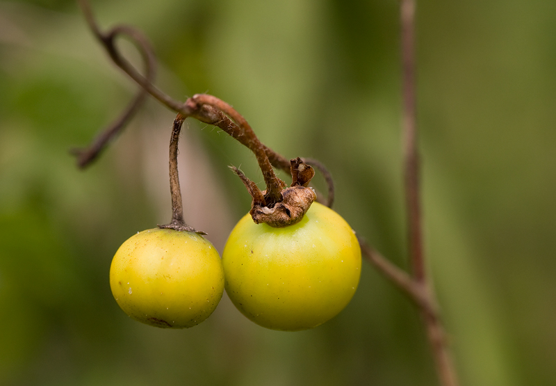 Berries