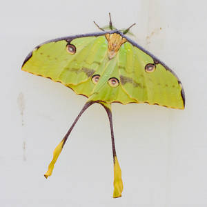 African Moon Moth