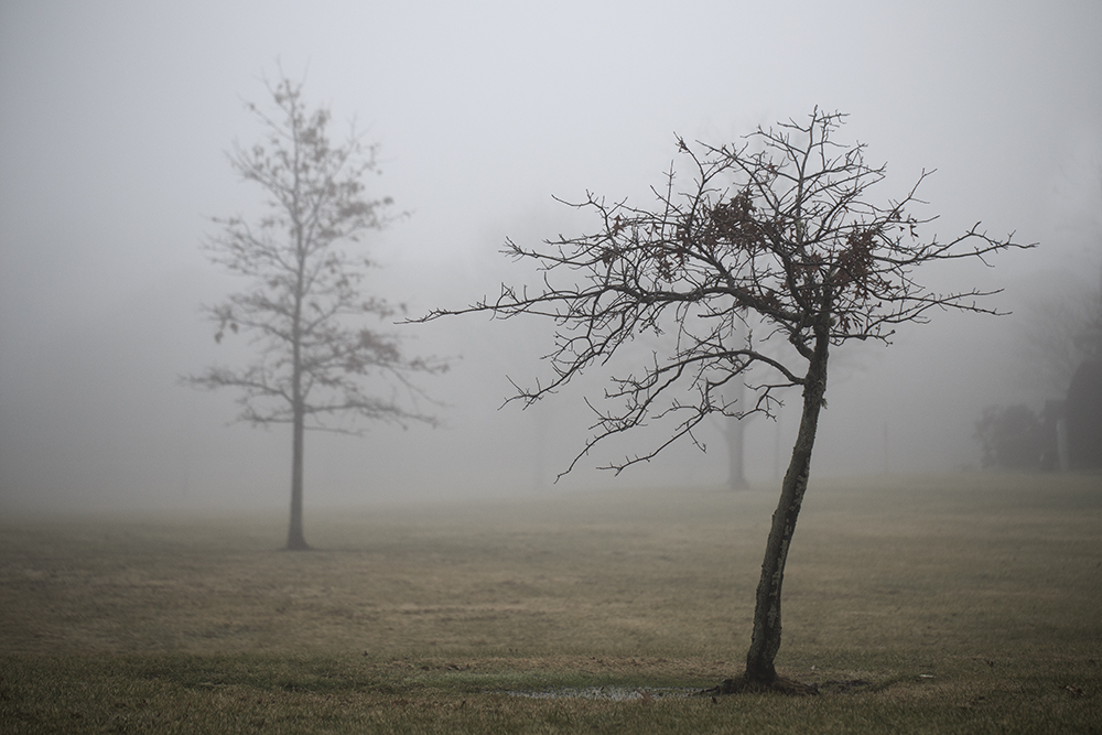 A Tree in Fog