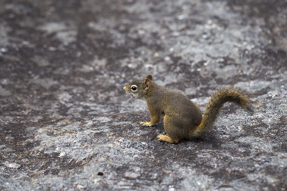 Red Squirrel