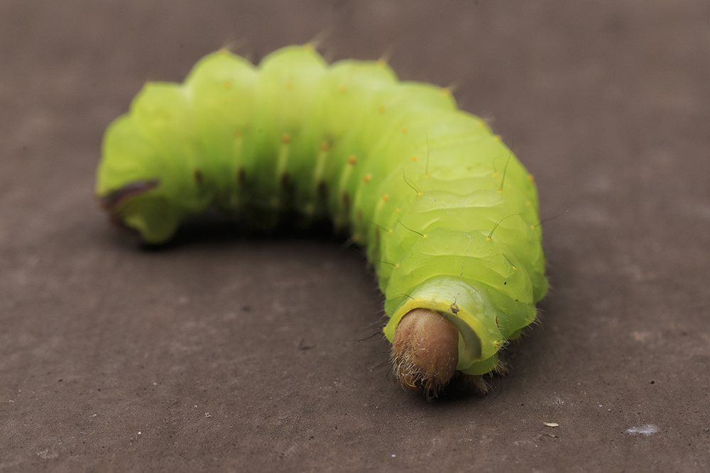 Antheraea Polyphemus Caterpillar