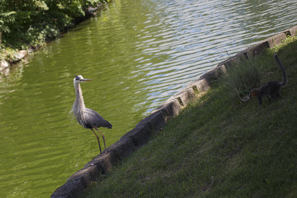 Heron vs. Lemur