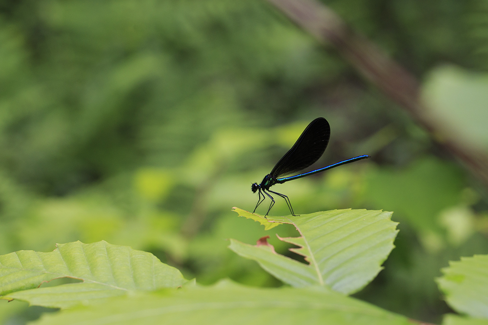 Damselfly