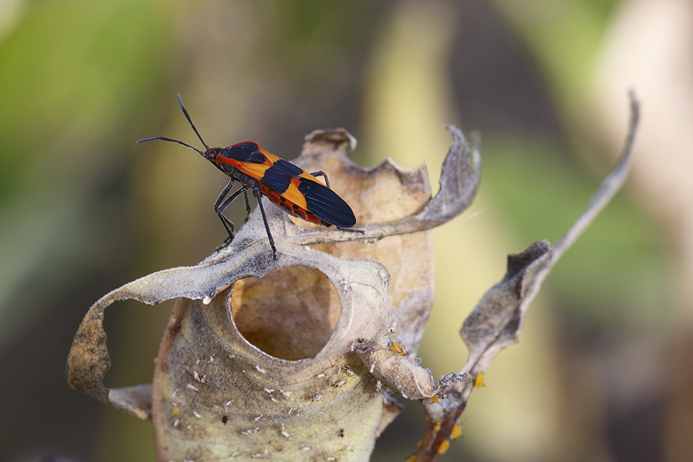 Milkweed Bug