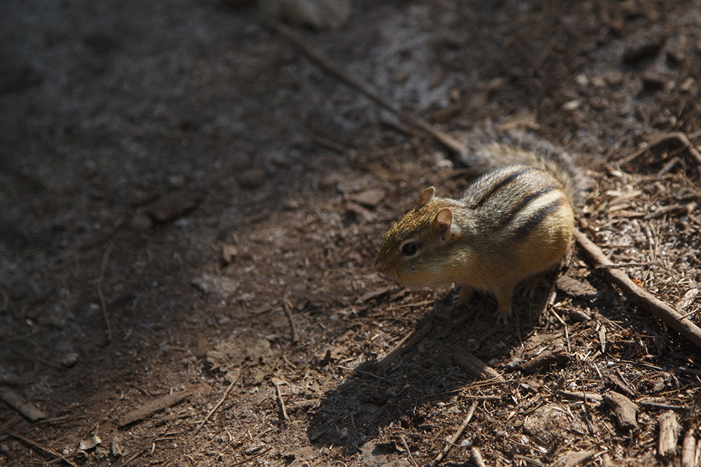 Unexpectedly Friendly Chipmunk