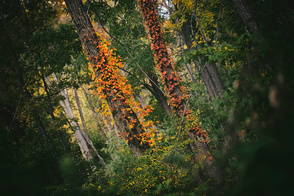 Autumn Vines