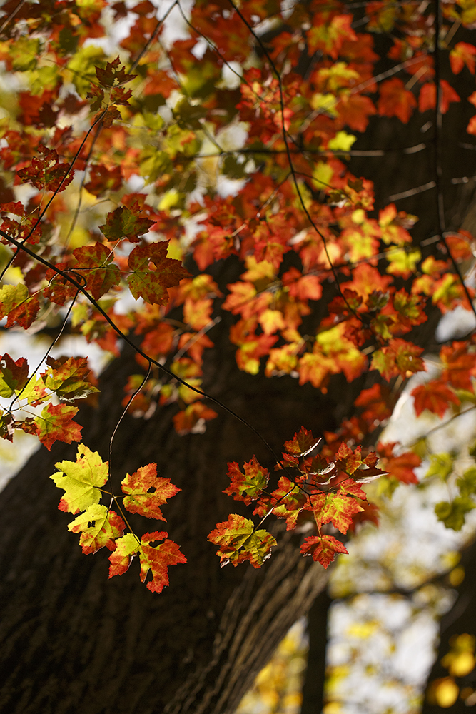 Fall Colors